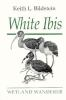 White_ibis