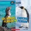 Gala__pagos_penguin_or_Emperor_penguin