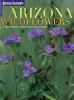Arizona_wildflowers