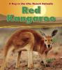 Red_kangaroo